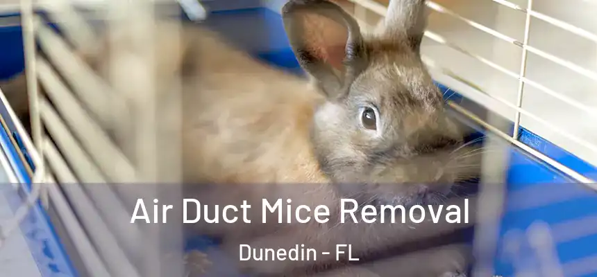 Air Duct Mice Removal Dunedin - FL