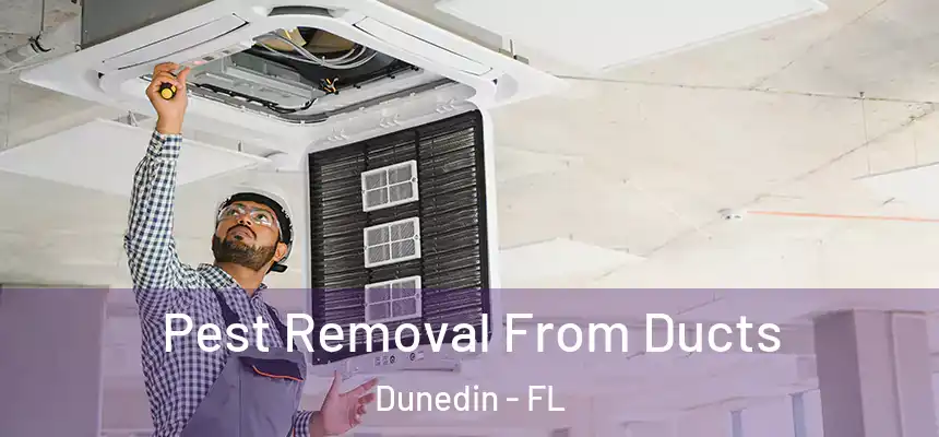 Pest Removal From Ducts Dunedin - FL