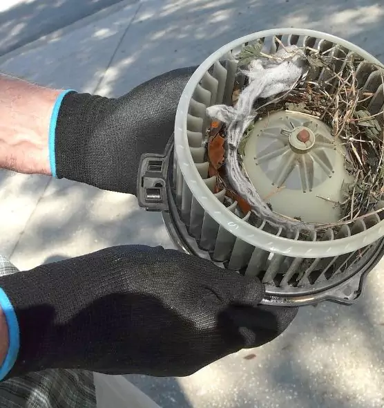 About Air Duct Mice Removal in Dunedin, FL